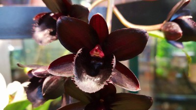 Чёрная орхидея расцвела в "Аптекарском огороде"