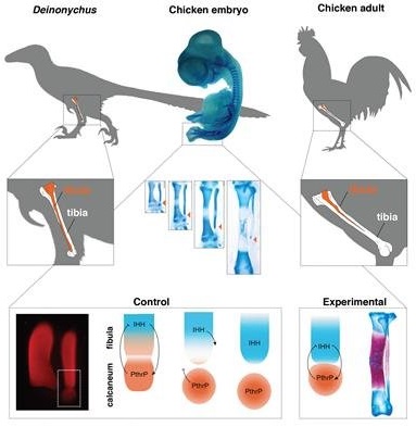 Ученые всего мира занялись выводом кур-динозавров