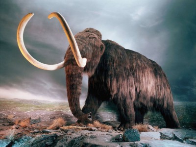 Сибирские ученые выяснили, почему вымерли мамонты