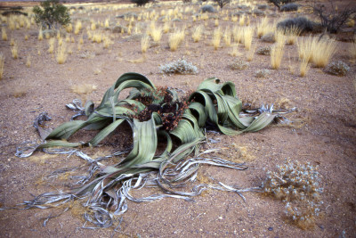 Вельвичию удивительную из пустыни Намиб представят в "Аптекарском огороде" 22 марта