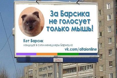 Может ли кот Барсик из Барнаула составить конкуренцию котенку с улицы Лизюкова