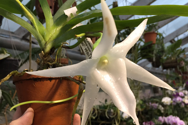 Редкая орхидея Звезда Дарвина расцвела в "Аптекарском огороде"