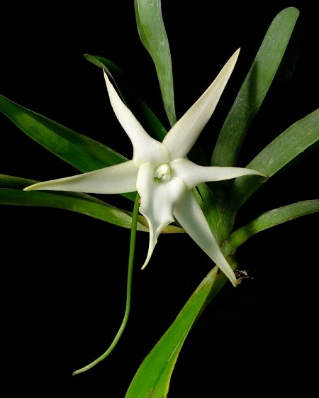 Редкая орхидея Звезда Дарвина расцвела в "Аптекарском огороде"