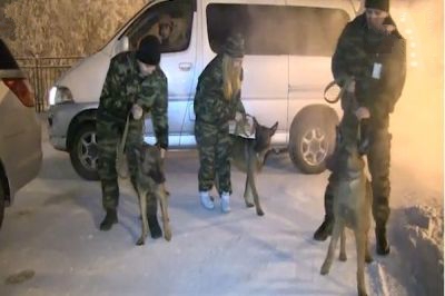 Собаки-клоны будут охранять порядок в Якутии