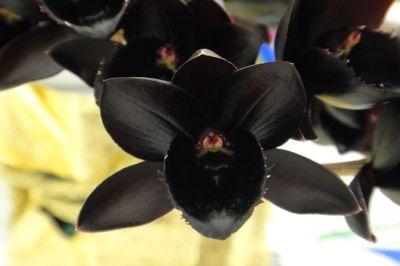 Орхидея под цвет вороньего крыла поражает воображение посетителей Ботанического сада МГУ