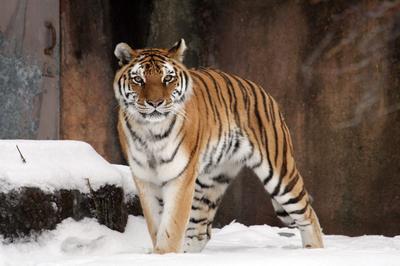В США усыпили тигра, доставленного летом из РФ