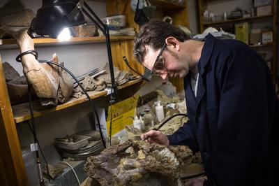 Динозавр, найденный российскими палеонтологами, еще не описан в научных трудах