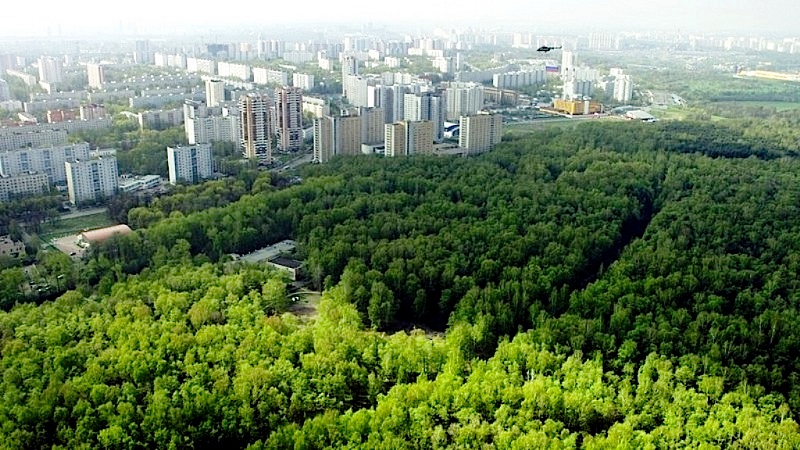 На формирование «зеленого пояса» вокруг Красноярска выделено 9 миллионов рублей  