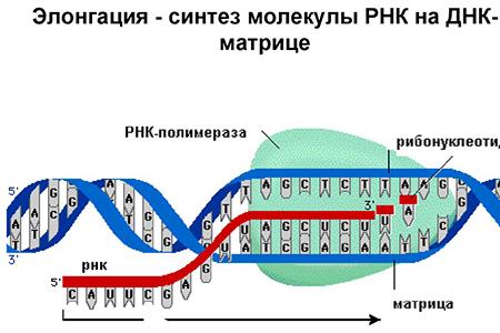 Учёные нашли так называемый «молекулярный таймер»