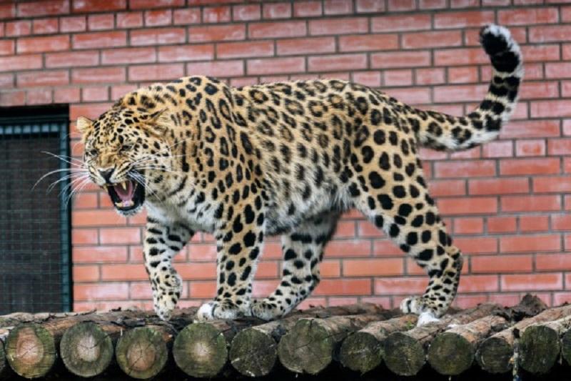Центр воспроизводства редких видов Московского зоопарка откроет свои двери для туристов