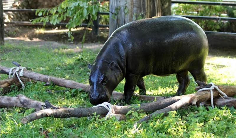 Московский зоопарк карликовый бегемот