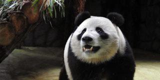 В гости к большим пандам: когда прийти в зоопарк, чтобы увидеть Жуи и Диндин