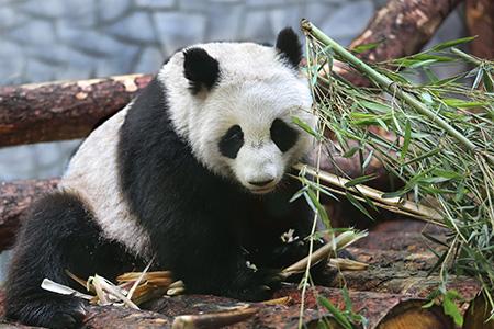 в Московском зоопарке поселились две панды