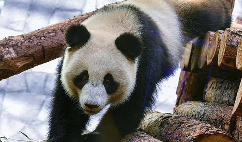Московский зоопарк запустил прямую трансляцию из жизни панд