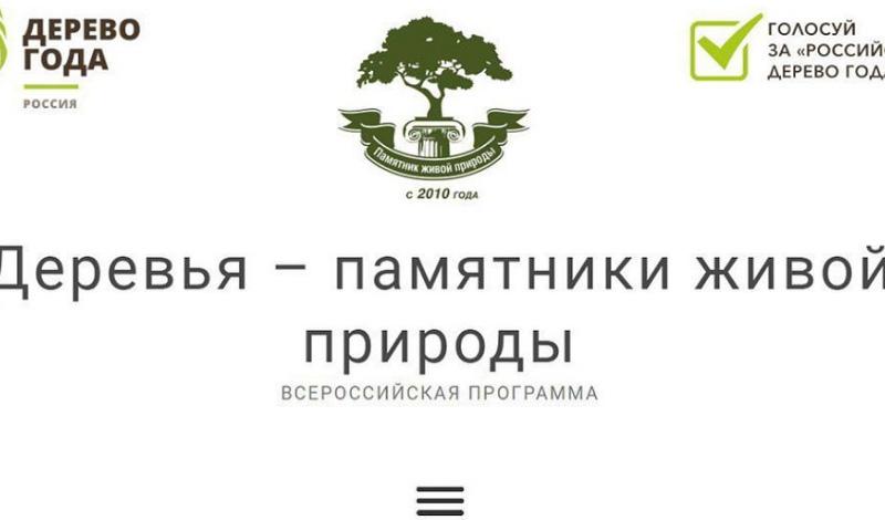 голосование за Главное дерево страны – Российское дерево