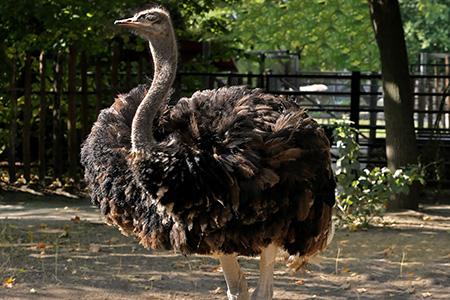 в Московском зоопарке появилось три африканских страуса