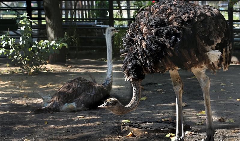 в Московском зоопарке появилось три африканских страуса