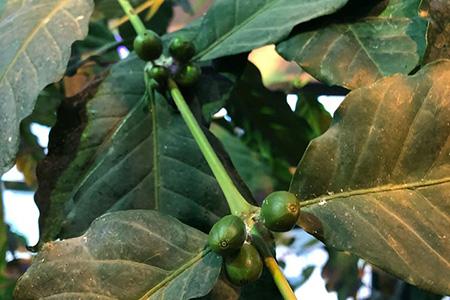Урожай кофе зреет в тропиках "Аптекарского огорода"