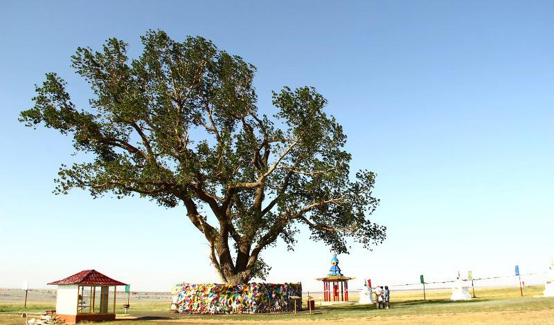 конкурс Российское дерево года Одинокий тополь из Республики Калмыкия!