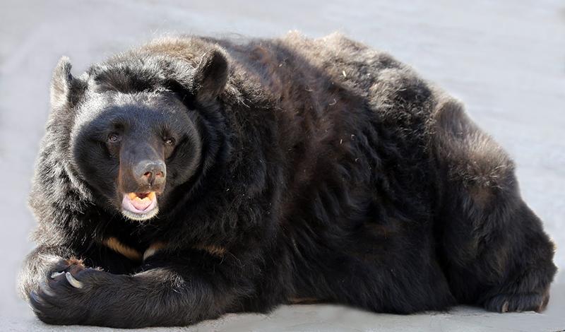 Быть зиме: в Московском зоопарке уснули три медведя