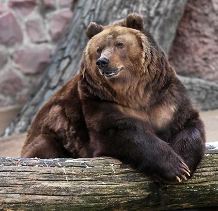 Быть зиме: в Московском зоопарке уснули три медведя 