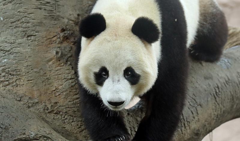 Московский зоопарк установит новые камеры в павильоне "Фауна Китая"