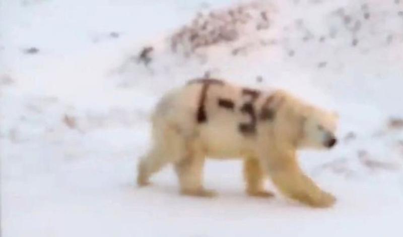 Белый медведь с надписью "Т-34" взбудоражил соцсети