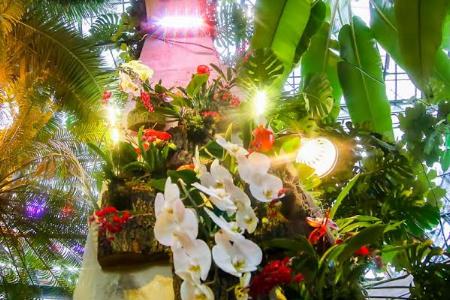 Крупнейший в России Фестиваль орхидей, хищных растений и суккулентов «Тропическая зима» — с 21 декабря в «Аптекарском огороде»