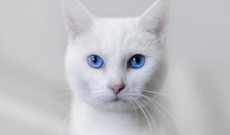 31 января День белых котов