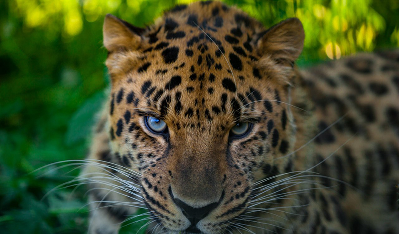 Московский зоопарк запускает акцию "8 марта в леопарде"
