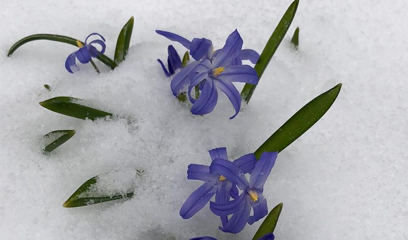 Первоцветы в "Аптекарском огороде" засыпало снегом