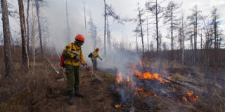 За неделю в 36 регионах России потушено 407 лесных пожаров