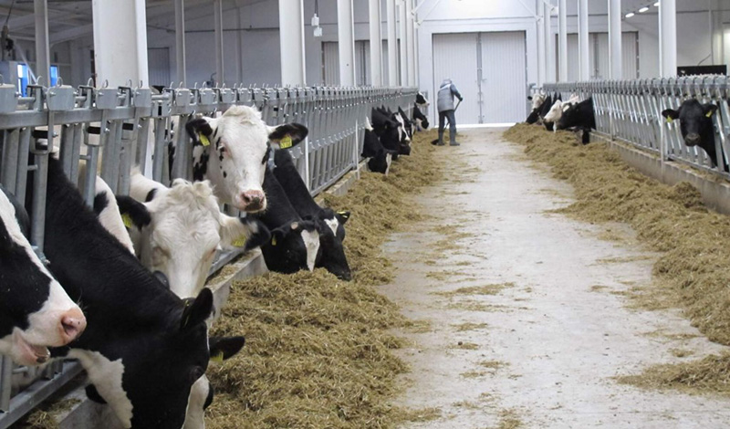 Аграрии одного из районов Татарстана установили рекорд по суточному производству молока