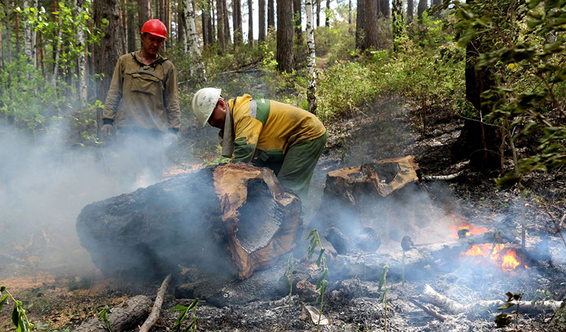 За неделю с 15 по 21 июня лесопожарные службы ликвидировали в 49 регионахРоссийской Федерации