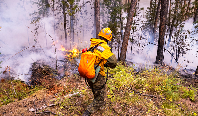 За неделю с 8 по 14 июня лесопожарные ликвидировали на территории РФ 276 лесных пожаров