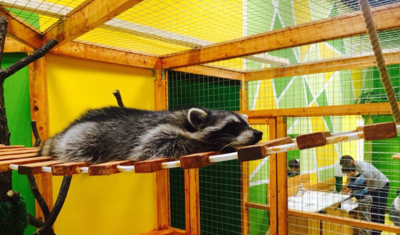 В Сахалинском зоопарке для енотов построят новый вольер