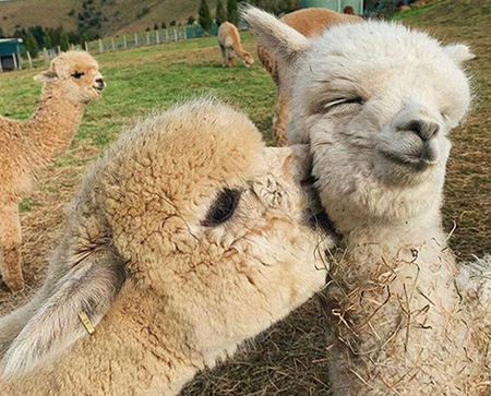 3аряд позитива и доброты – на летнем Alpaca Wellbeing Fest
