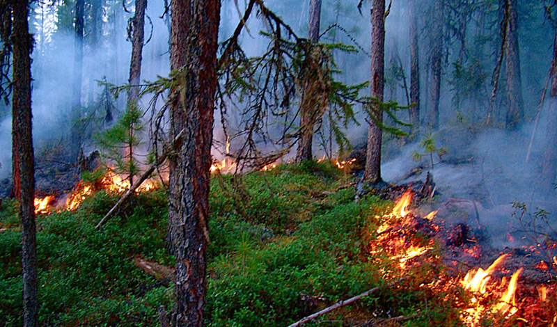 Авиалесоохраны ликвидировали 430 лесных пожаров в Томской области, на Урале и в регионах Дальнего Востока 