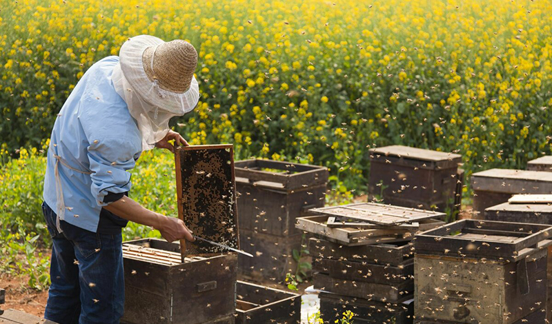 О развитии пчеловодства в России