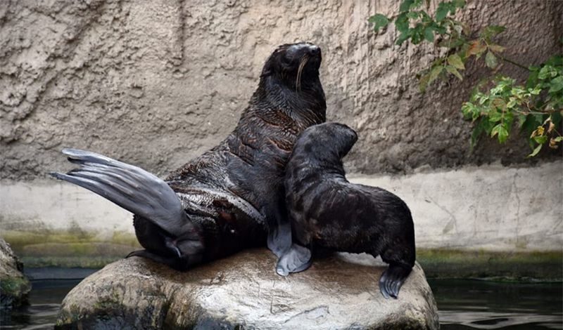 В Московском зоопарке родился детеныш северного морского котика