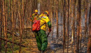 В России потушено 365 лесных пожаров