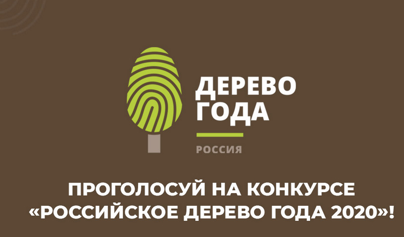 Выбираем Главное дерево страны - конкурс "Российское дерево года 2020"