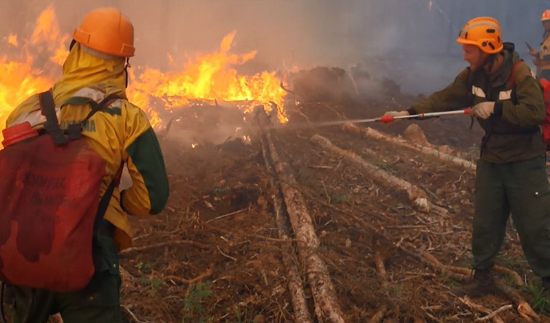 За неделю в 37 регионах России потушено 187 лесных пожаров