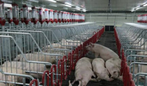 Свиноферму «Мерси Агро» в Аниве доведут до первоначального проекта