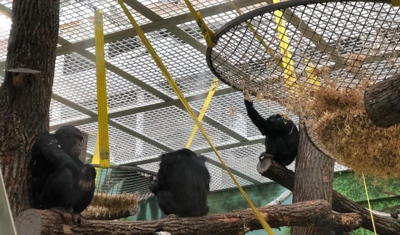 В казанский зоопарк «Река Замбези» из Швейцарии привезли шесть шимпанзе