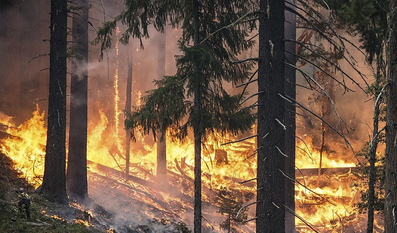 За неделю в 4 регионах России потушен 21 лесной пожар