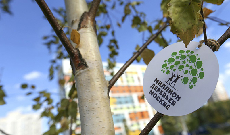 Более 5 000 юных москвичей получили в подарок именные деревья по программе “Наше дерево”