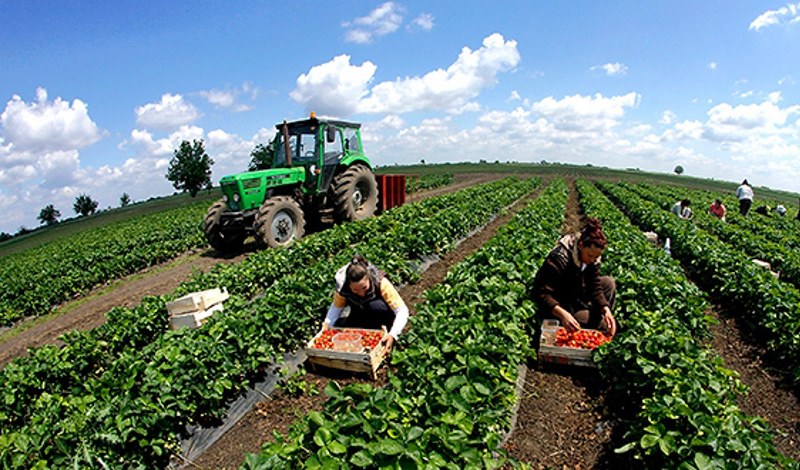 ProPersonnel: Пять профессий в сельском хозяйстве, которые скоро исчезнут