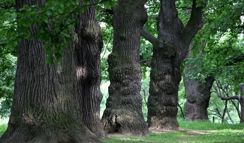 Проект «Наше дерево» приглашает взглянуть на самые старые деревья Москвы