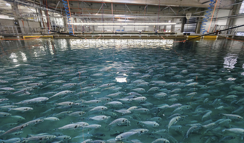 Татарстан увеличил производство товарной рыбы и рыбопосадочного материала